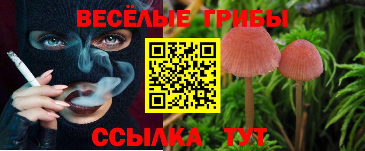 Псилоцибиновые грибы Cubensis Нягань